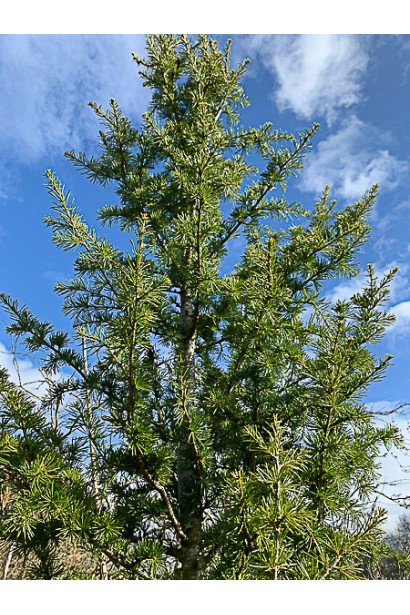 Cedrus libani Italie